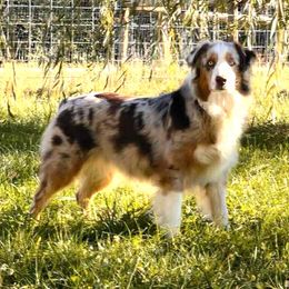 Kai - Australian Shepherd