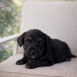 Teal collar - Black tri-color male Aussiedoodle puppy in Fairmount, Georgia from Muscadine Meadows Farm
