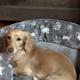 Fancy - Dachshund