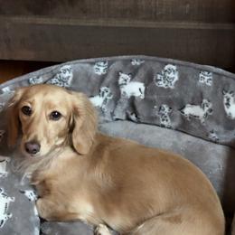 Fancy - Dachshund