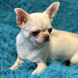 Sonita - Chihuahua