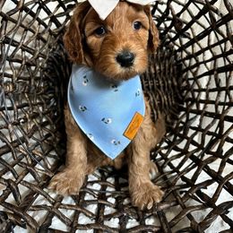 Goldendoodle Puppies from Doodlesbyhoney