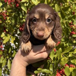 Rowan - AKC - Chocolate and cream male Dachshund puppy in Englewood, Florida from Dach of Doxies