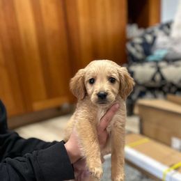 Female 1 - Cream female Goldendoodle puppy in Pleasant Hill, Iowa from Courtney Nicole's Goldendoodles