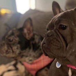 French Bulldogs from Red Label Frenchies