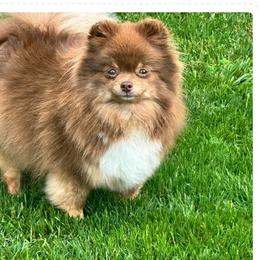 Hazel - Chocolate and tan female Pomeranian puppy in Waterloo, Indiana from Garcias Pomeranian