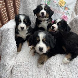 Bernese Mountain Dog Puppies from Blue Ridge Bernese