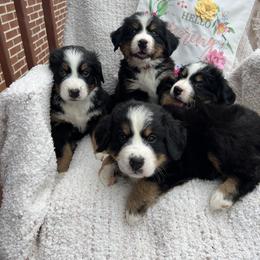 Bernese Mountain Dog Puppies from Blue Ridge Bernese