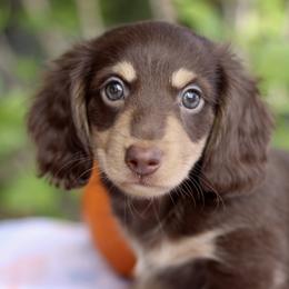 Dachshund Puppies from Prima Dachshunds