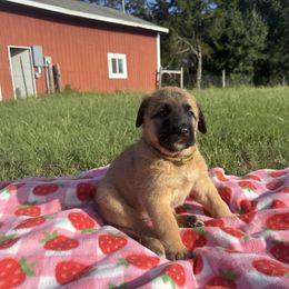 Katie - Fawn female Anatolian Shepherd Dog puppy in Starr, South Carolina from Home with Havanese
