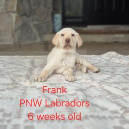 Frank - Yellow male Labrador Retriever puppy in Rogue River, Oregon from PNW Labradors