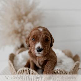 Oh Bother - Red  male Goldendoodle puppy in Roanoke Rapids, North Carolina from Sweeter than Honey Doodles