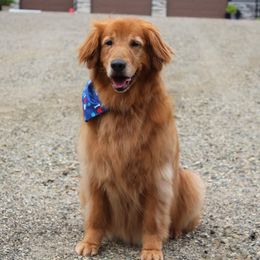 Bernese Mountain Dogs and Golden Retrievers from Langlois Goldens & Berners