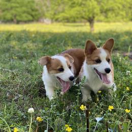 Border Collie and Pembroke Welsh Corgi Puppies from Whisenhunt Farms
