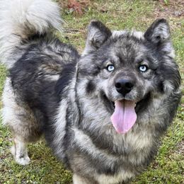 Beowulf - Siberian Husky