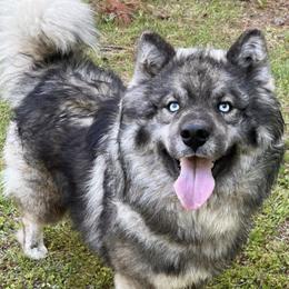 Beowulf - Siberian Husky