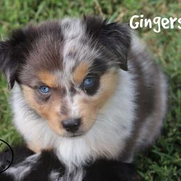 Gingersnap - Red merle female Miniature Australian Shepherd puppy in Garden Plain, Kansas from Krazy K Aussies