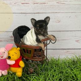 Ozzy - Black sabled fawn male Chihuahua puppy in North Ridgeville, Ohio from Happy Pups
