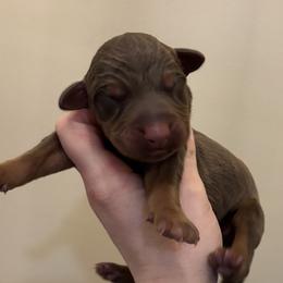 Biscotti - Red and rust male Doberman Pinscher puppy in Wellington, Ohio from Jessie J's Dobermans
