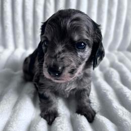 Arrow - Dapple male Dachshund puppy in Ocala, Florida from Weenie Boops
