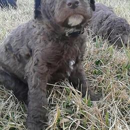 Bernedoodle, Goldendoodle, and Poodle Puppies from Ruth’s Doodles