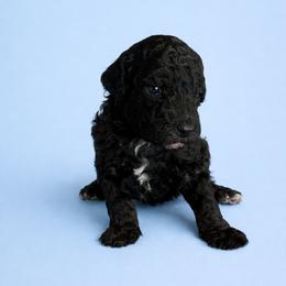 Boy 1 - Phantom male Poodle puppy in Eckert, Colorado from High Desert Poodles