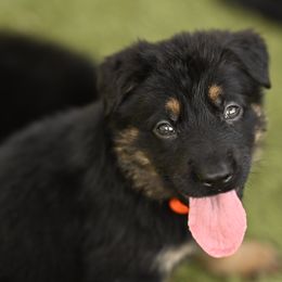 Girl 2 - German Shepherd puppy from Fox Hill Farm & K9