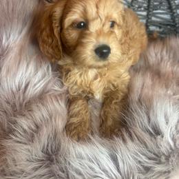 Ms Sweetness - Red  female Goldendoodle puppy in Corona, California from SoCalFamilyFrenchies, Doodles and more