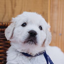 Golden Retriever Puppies from Nicholberry Goldens