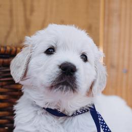 Golden Retriever Puppies from Nicholberry Goldens