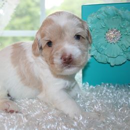 Australian Labradoodle Puppies from Windsor Creek Labradoodles
