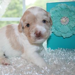 Australian Labradoodle Puppies from Windsor Creek Labradoodles