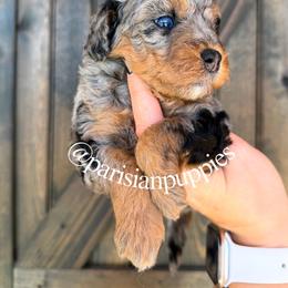Lyra - Merle female Goldendoodle puppy in Spring Hill, Florida from Parisian Puppies