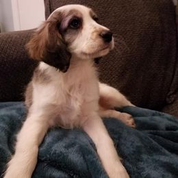 Companion Cross Puppies from Mandala Dogs