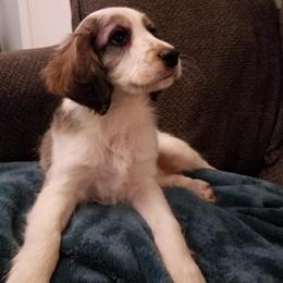 Companion Cross Puppies from Mandala Dogs
