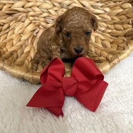 Red collar - Red  female Goldendoodle puppy in Calico Rock, Arkansas from Cottrell’s Poodles & Doodles