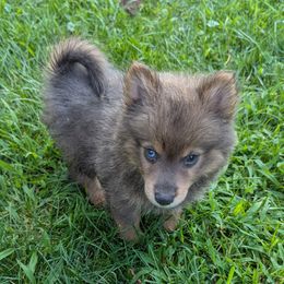 DxL B2 - Blue male Pomsky puppy in Charlotte, Michigan from Moore Pomskies