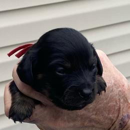 ZUMA - Black female Dachshund puppy in Elizabethtown, Kentucky from Teeny Tiny Puppy Tails