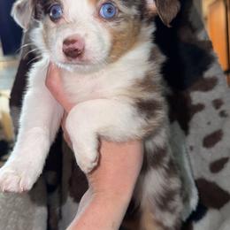Red Merle female bubbles - Red merle female Toy Australian Shepherd puppy in Spirit Lake, Idaho from North Idaho Aussies