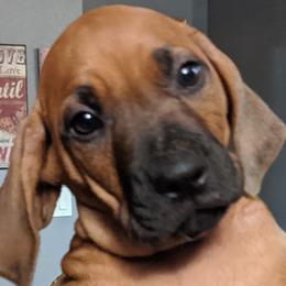 Rhodesian Ridgebacks from Desert Star African Lionhounds
