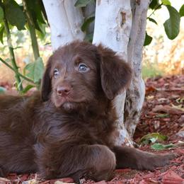Hershey - Chocolate male Labradoodle puppy in Apache Junction, Arizona from Loving Doodle