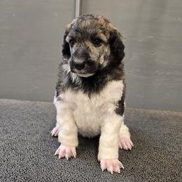 Mask - Brindle female Poodle puppy in Patterson, California from Paterson Poodles