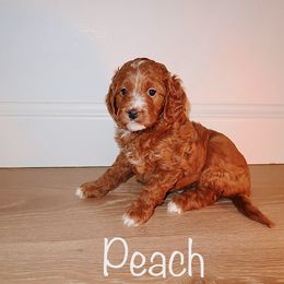 Peach - Red  female Goldendoodle puppy in Yukon, Oklahoma from 405 Doodle House