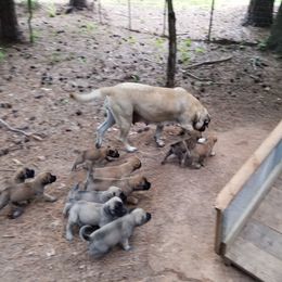 Mastiff Puppies from Two Ponds Mastiffs