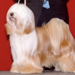 Tibetan Terriers from Angel Tibetans Of Oregon