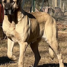 Turkish Boz Shepherd All Grown Up from Natural Born Guardians
