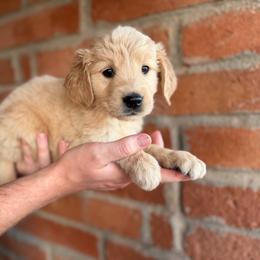 Mosley - Golden male Golden Retriever puppy in Mc Neal, Arizona from K&N Golden Retriever Companion