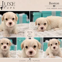 Boston - White and lemon male Morkie puppy in Scottsdale, Arizona from Lil Luxe Pups