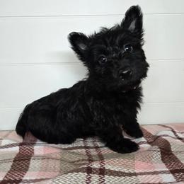 Puppy 4 - Brindle female Scottish Terrier puppy in San Tan Valley, Arizona from For the love of Scotties