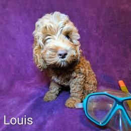 Louis - Red male Cockapoo puppy in Sunset, Louisiana from Cano Cockapoos